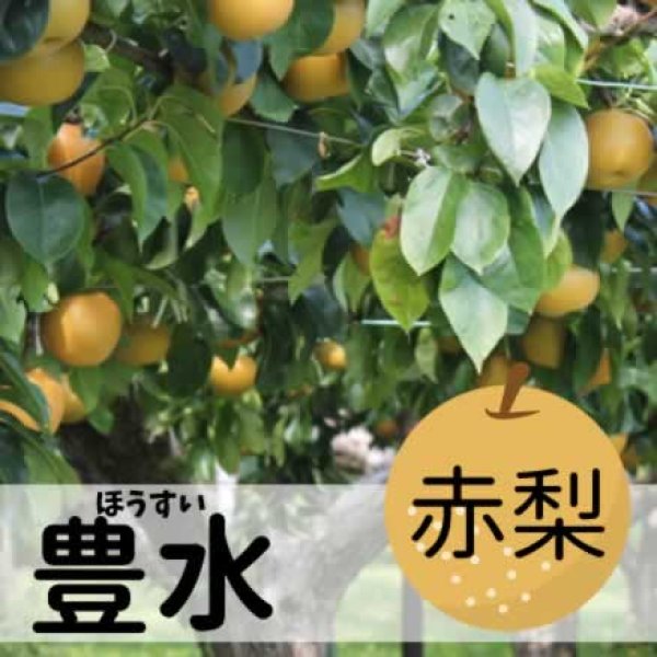 画像1: 豊水 　約5Kg (1)