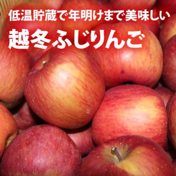 画像1: 冬越サンフジ(冬越りんご) 約10Kg 送料別 (1)