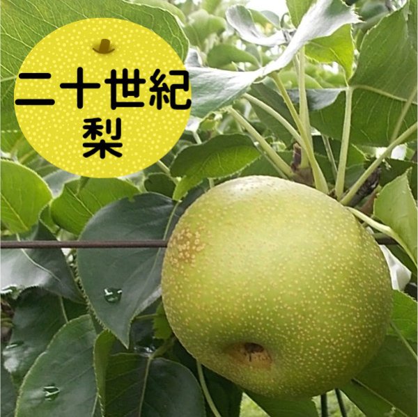 画像1: 20世紀(梨) 約3Kg (1)