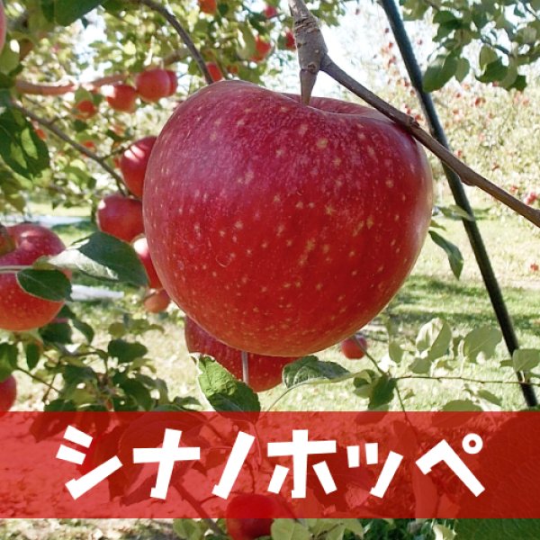 画像1: シナノホッペ 約5Kg　★ (1)