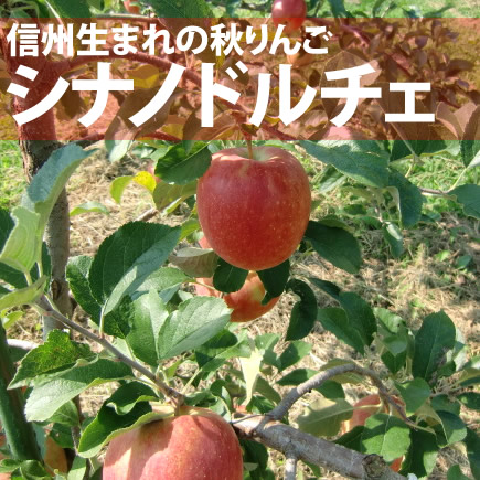 しなのドルチェ(秋の信州りんご) 約5Kg