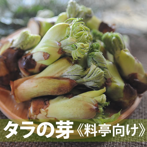 天然タラの芽 1Kg