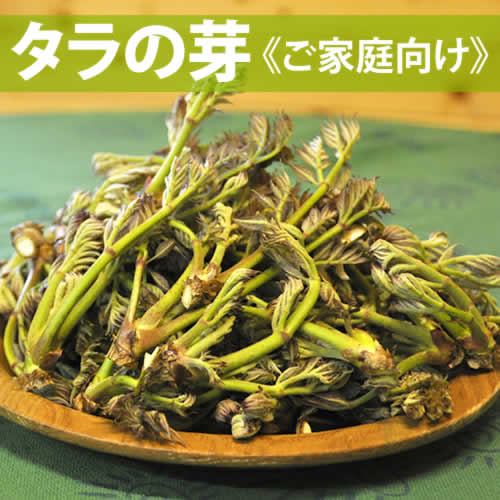 天然タラの芽 1Kg