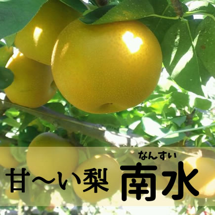 南水(梨)　約 5Kg