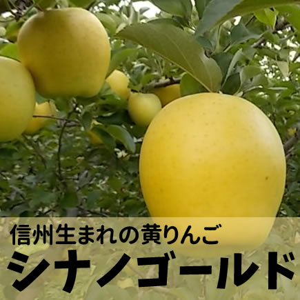 シナノゴールド 　約3Kg