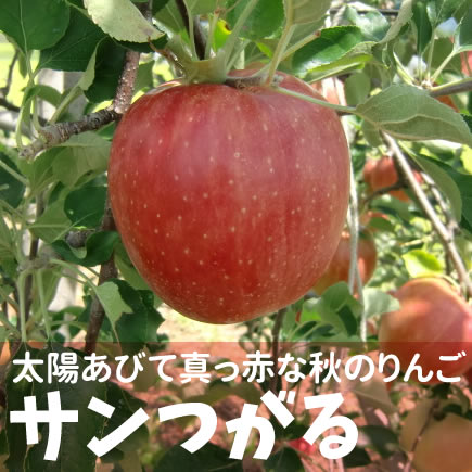 サンつがる (秋の信州りんご) 　約2Kg