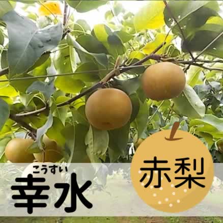 幸水 約10Kg