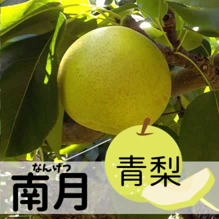 南月 約10Kg