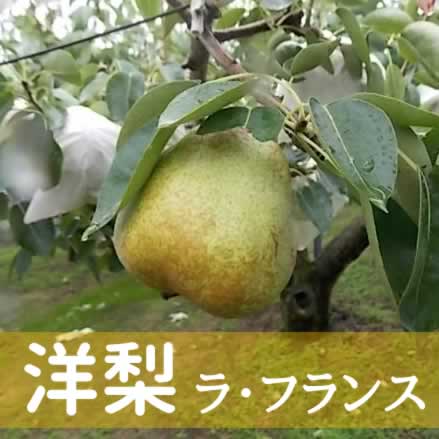 洋梨(ラ・フランス)　約 5Kg