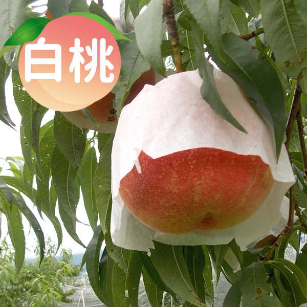 白桃 2Kg