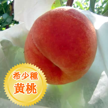 黄桃 　大箱